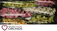 Cymbidium Mix 80cm
