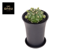 Gymnocalycium Japan Mix 10Ø 15cm