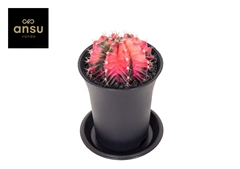 Gymnocalycium Japan Mix 7Ø 13cm