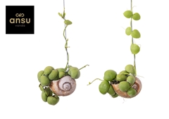 Dischidia Nummularia 10Ø 30cm