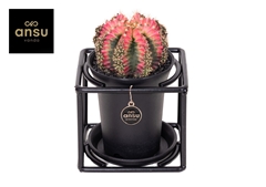 Gymnocalycium Japan Mix 10Ø 12cm