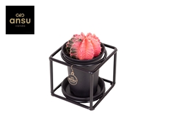 Gymnocalycium Japan Mix 10Ø 12cm
