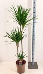 Dracaena 24Ø 135cm