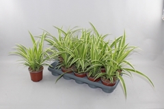 Chlorophytum Comosum 12Ø 35cm