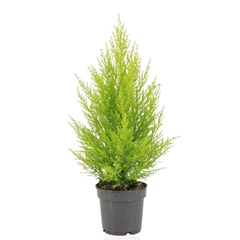 Cupressus Goldcrest Wilma 14Ø 60cm