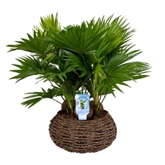 Livistona Rotundifolia 35Ø 65cm