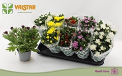 Chrysanth Mix 5 Colours 12Ø 25cm