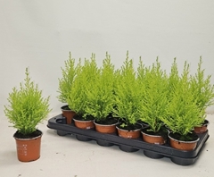 Cupressus Goldcrest Wilma 9Ø 30cm
