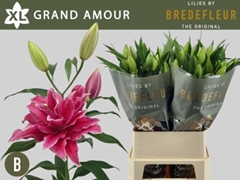Lily Oriental Double Grand Amour 95cm 4+