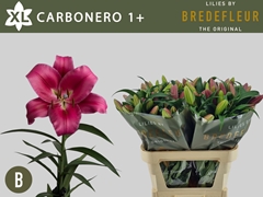 Lily Oriental Carbonera 75cm 1+