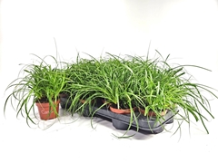 Carex Evercolor Everlime 10Ø 20cm