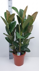 Ficus Robusta 27Ø 100cm