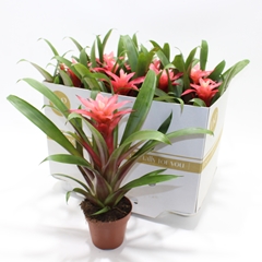 Guzmania Libby 10Ø 30cm