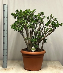 Crassula Ovata 40Ø 95cm