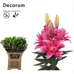 Lily Oriental Double Roselily Viola 105cm 5+