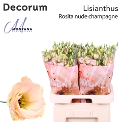 Eustoma Double Rosita Champagne 70cm