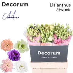 Eustoma Double Alissa Mix 70cm