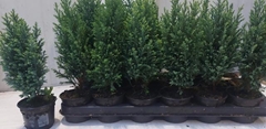 Conifers Mix 9Ø 20cm