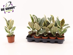 Ficus Tineke 12Ø 35cm