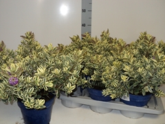Hebe Andersonii Variegata 18Ø 30cm