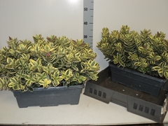 Hebe Andersonii Variegata 40Ø 40cm