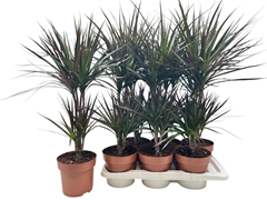 Dracaena Magenta 17Ø 75cm