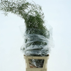 Asparagus Setaceus 100cm