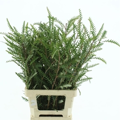 Grevillea Ivanhoe Bronze 70cm