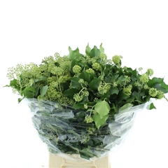 Hedera Helix Leave 50cm