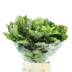 Aucuba Japonica Per Bunch 50cm 300gr.