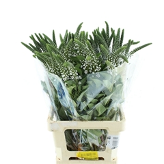 Lysimachia Clethroides 70cm