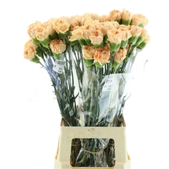 Dianthus Single Caroline Gold 70cm