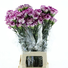 Dianthus Single Kino 70cm