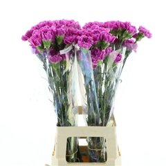 Dianthus Single Farida 70cm