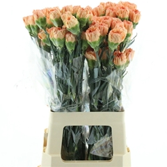 Dianthus Single Hermes Orange 70cm