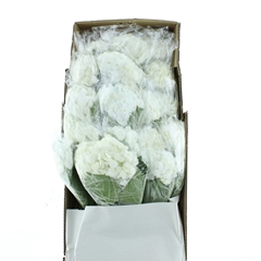 Hydrangea White Dome 60cm 16-18cm Hd