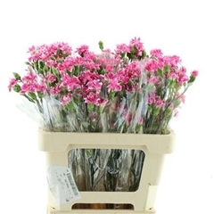 Dianthus Spray Star Cherry Tessino 65cm