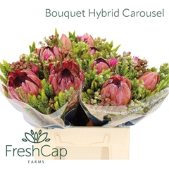 Brunia Cape Mix Bunch 40cm