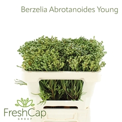 Berzelia Abrotanoides 50cm