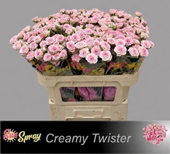Rosa Spray Creamy Twister 70cm 7+