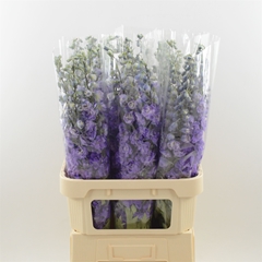 Delphinium Double Dev Purple Heart 90cm