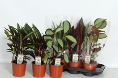 Calathea Mix 17Ø 65cm