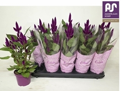 Celosia Deep Purple 12Ø 40cm