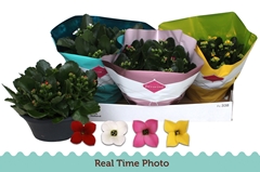 Kalanchoe Single Mix 4 Colours 23Ø 25cm