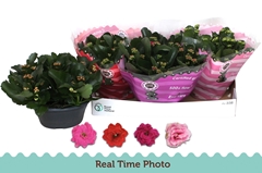 Kalanchoe Double Mix 23Ø 27cm