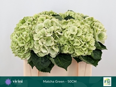 Hydrangea My Beautiful Matcha Classic 50cm 14-16cm Hd