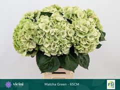 Hydrangea My Beautiful Matcha Classic 65cm 17-19cm Hd