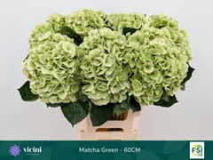 Hydrangea My Beautiful Matcha Classic 60cm 16-18cm Hd