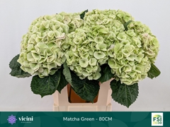 Hydrangea My Beautiful Matcha Classic 80cm 18-20cm Hd