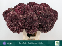 Hydrangea Dark Ruby Classic 65cm 18-20cm Hd